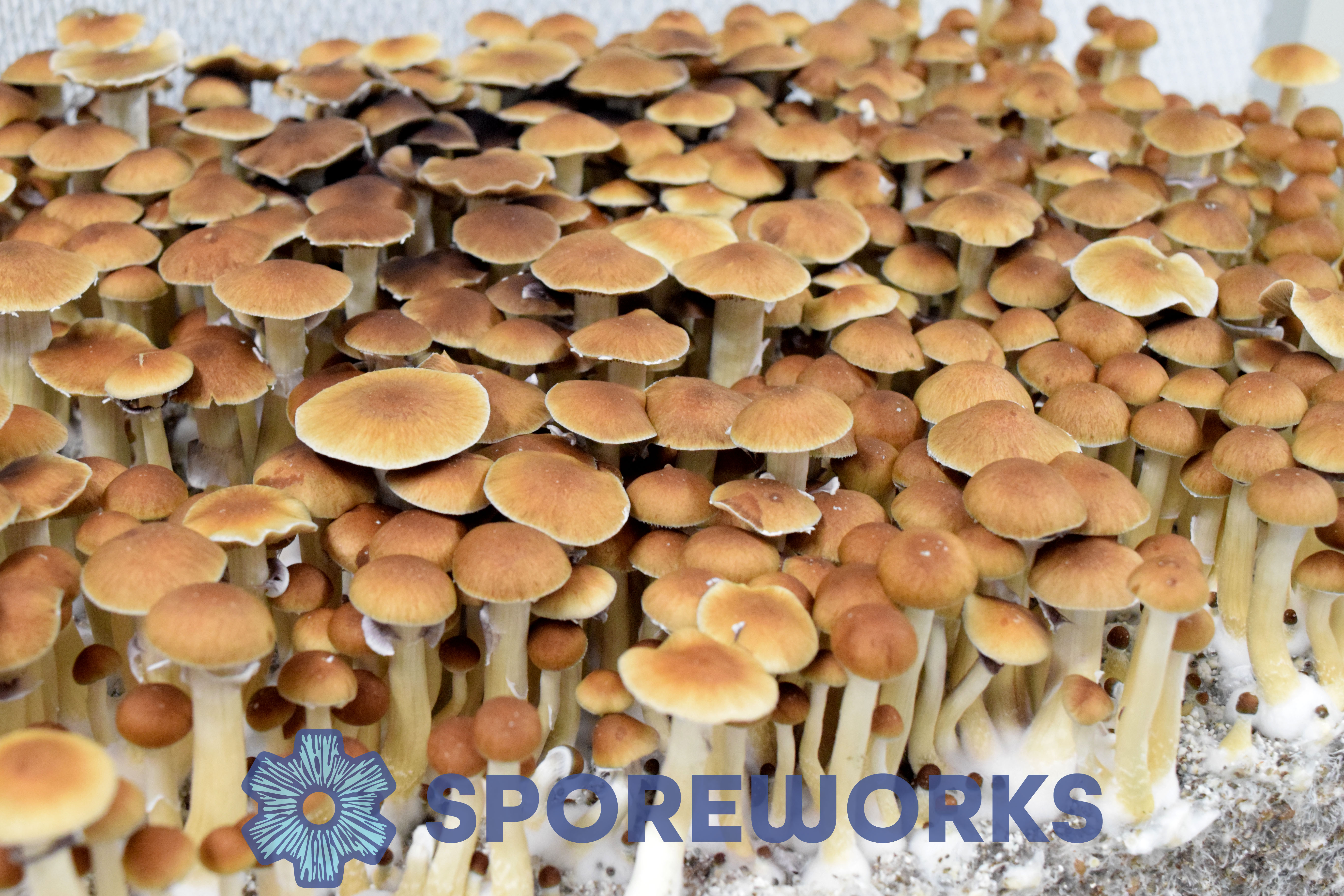 Sporeworks.com